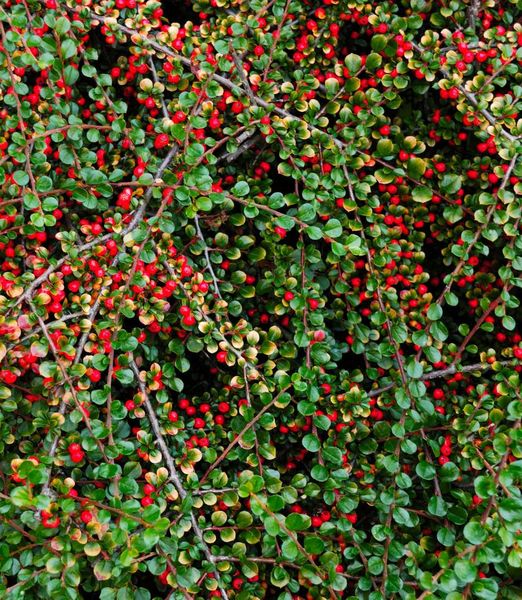 Cotoneaster 'Queen of Carpet' 80cm kmienok